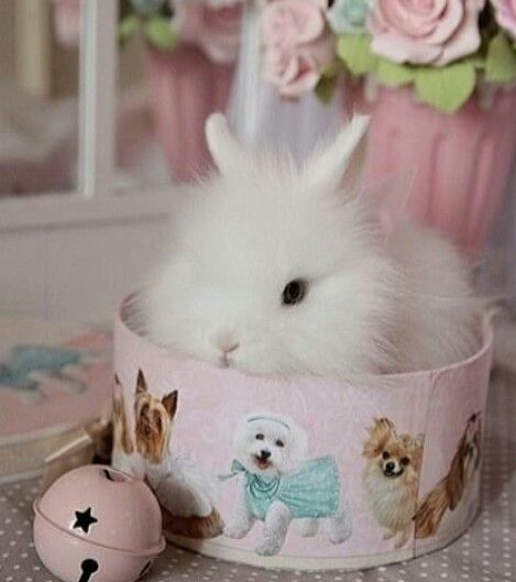 bunny in a bowl